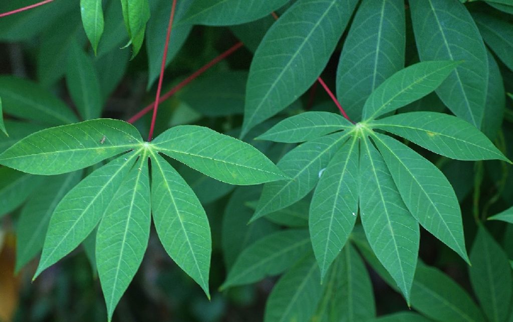 kandungan nutrisi daun singkong